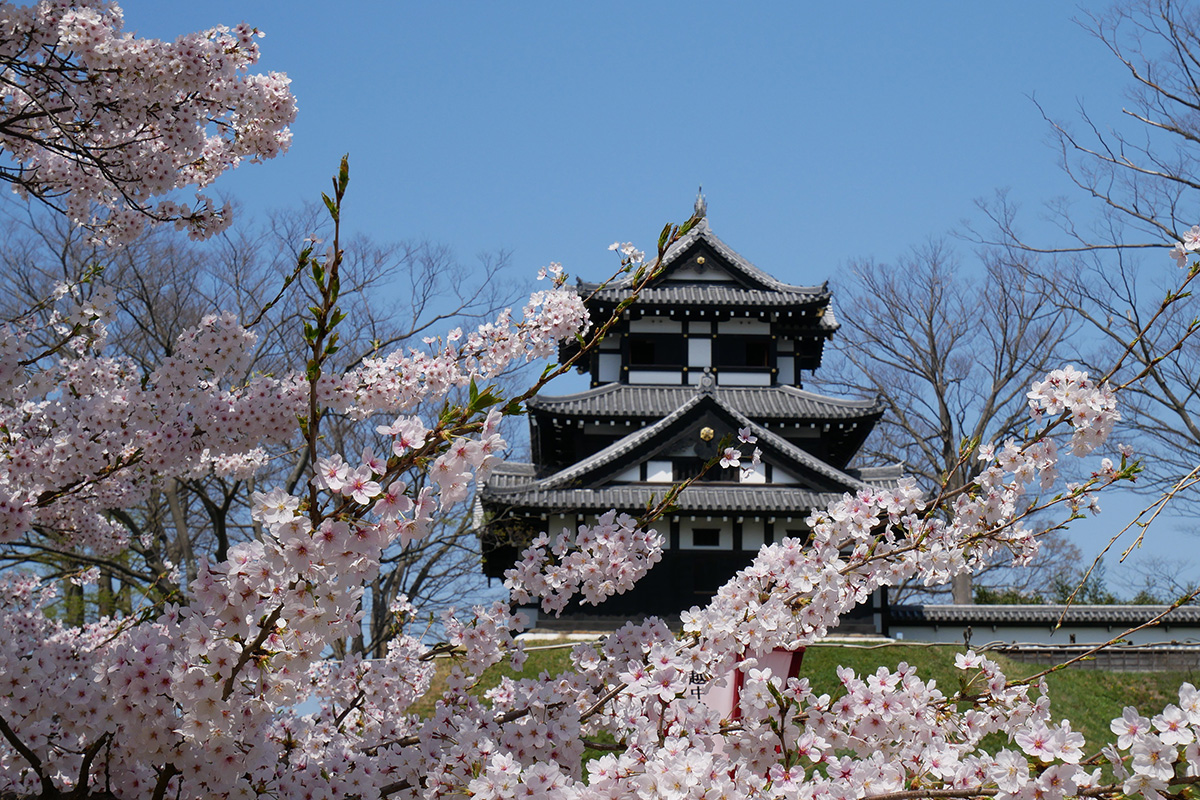高田城址公園観桜会1