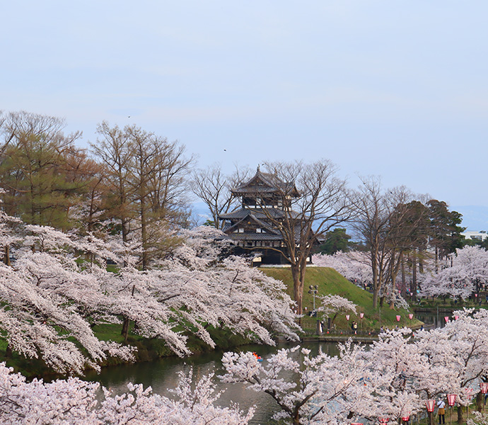 高田城址公園観桜会3