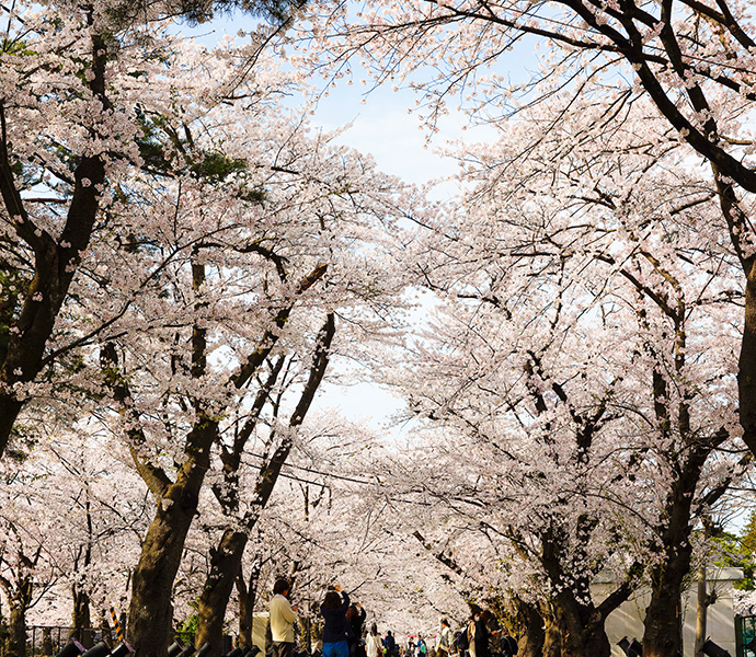 高田城址公園観桜会4