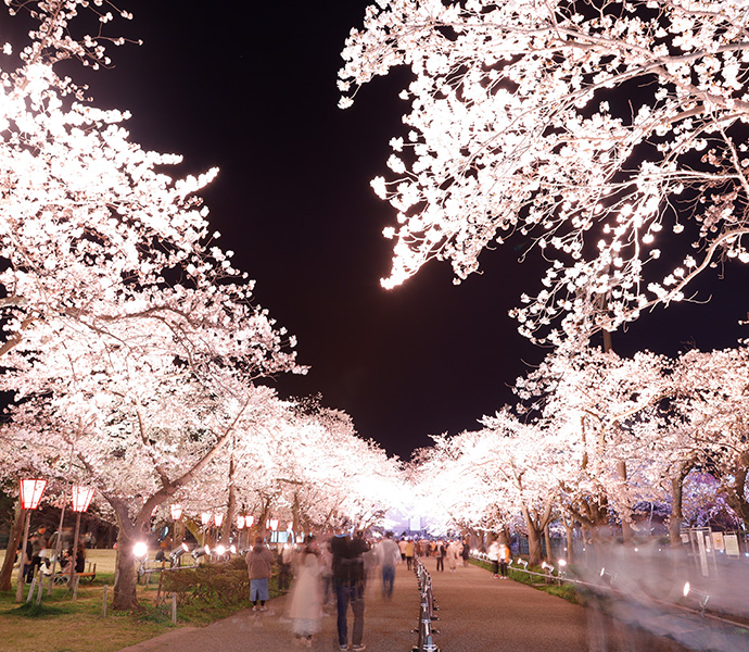 高田城址公園観桜会3
