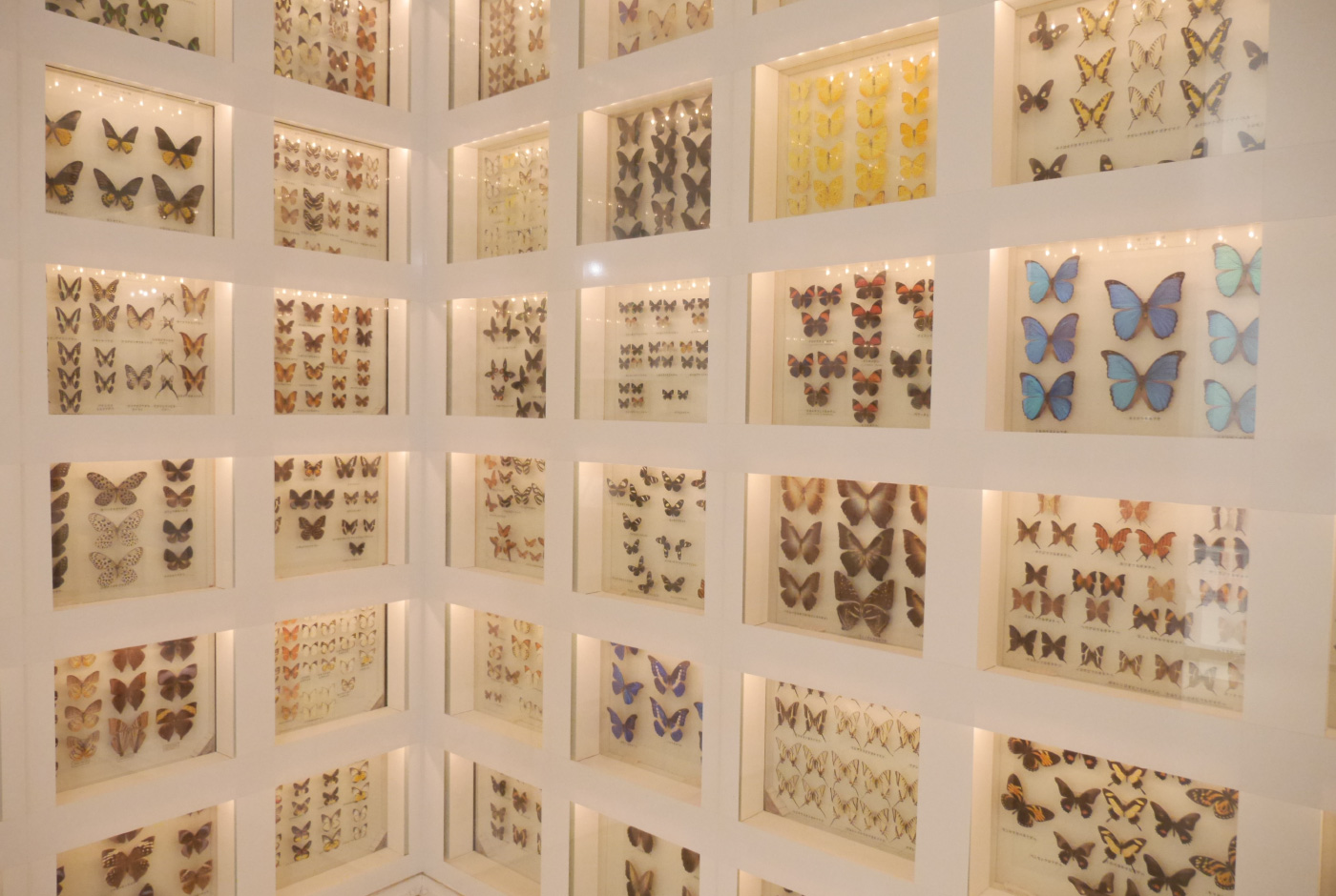 「森の学校」キョロロ1