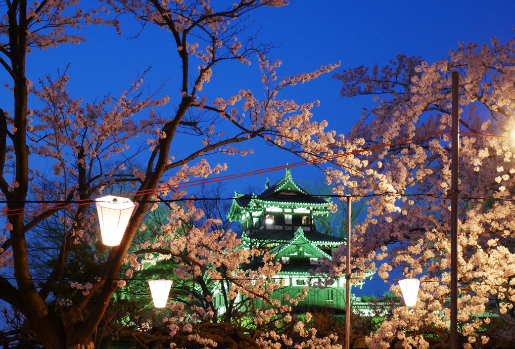 高田城址公園の夜桜