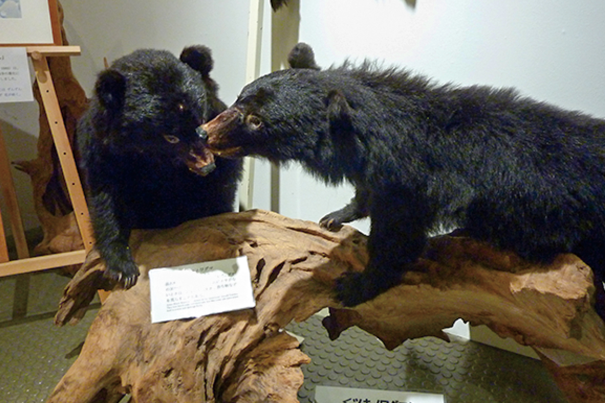 雪国館 ツキノワグマ